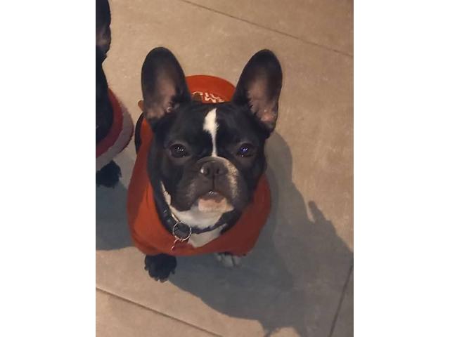 Bulldog francais mâle