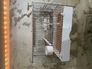 Annonce Cage de chant comme neuf