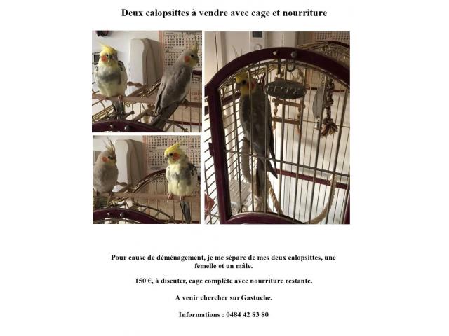 Cage et oiseaux