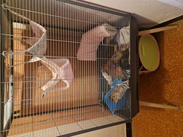 Cage furet