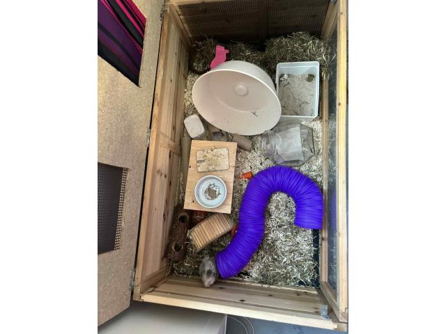 cage hamster avec tout complet