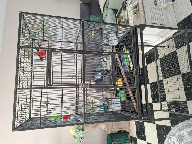Cage oiseau