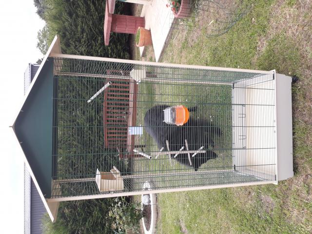 cage oiseaux