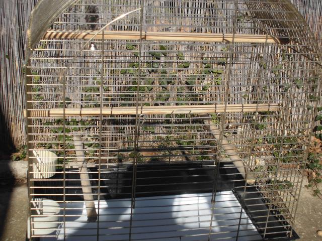 cage perroquet