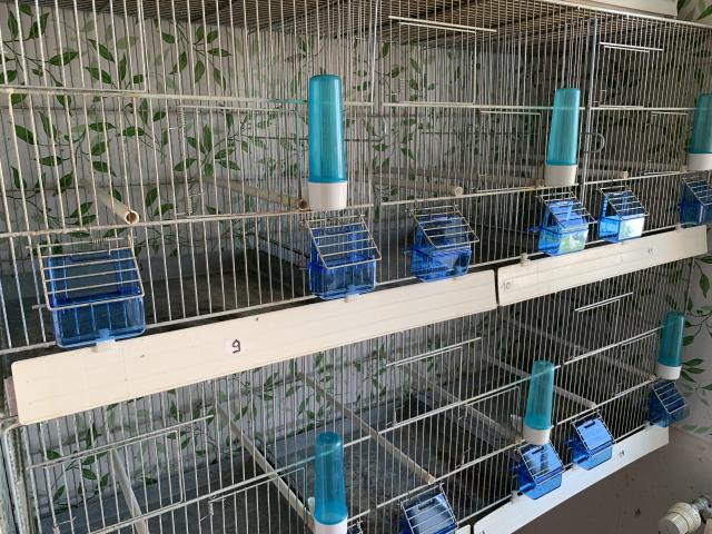 Cages élevages