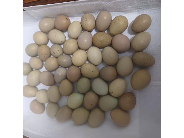 cailles de chine fécondés