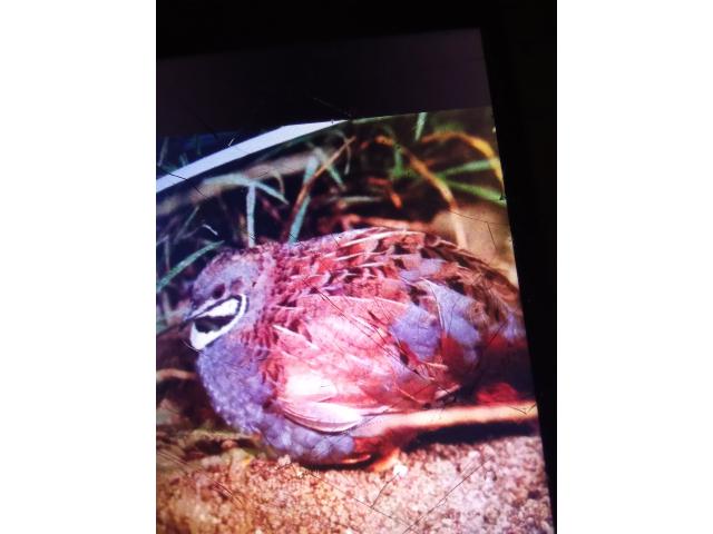 Cailles naine de Chine