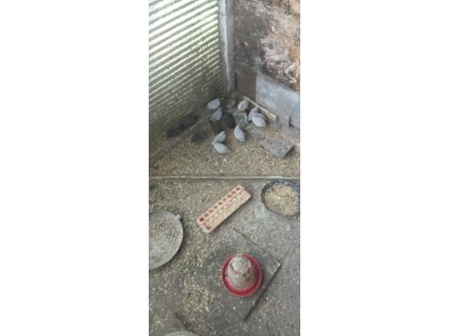 Cailles naine de Chine