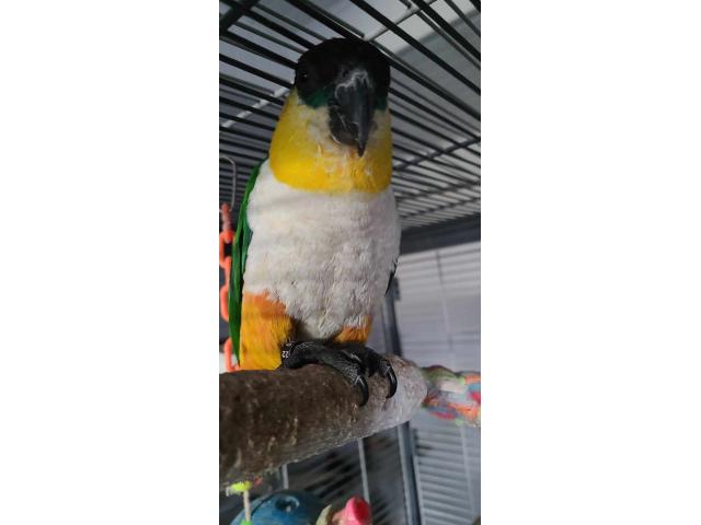 Caique a tête noire