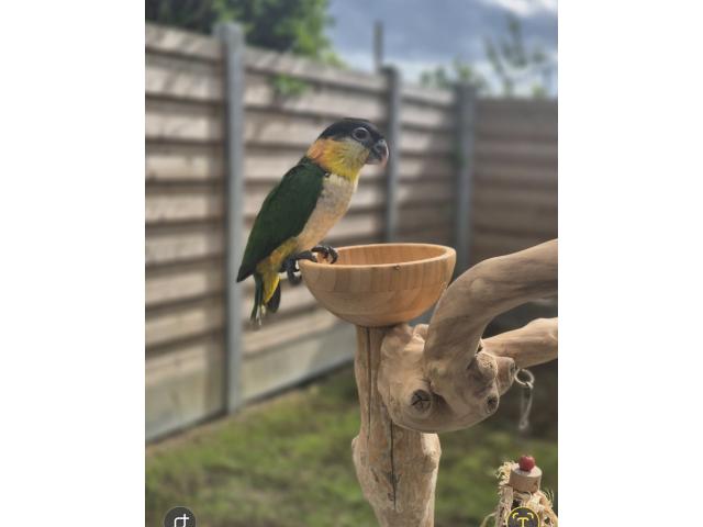 Caique tête noir 3 mois