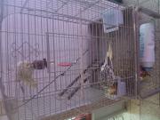 Annonce Calopsitte femelle