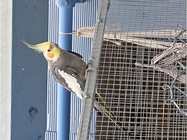 Calopsitte pour volière uniquement. Plus que 2. Au prix de 20 € par oiseaux..