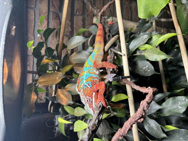 Cameleon