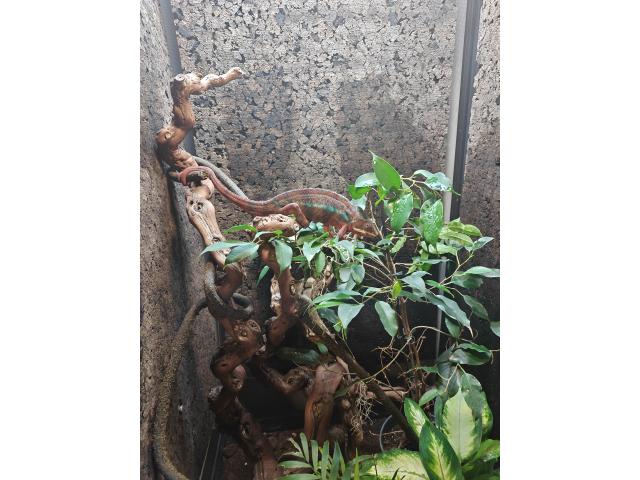 Caméléon furcifer