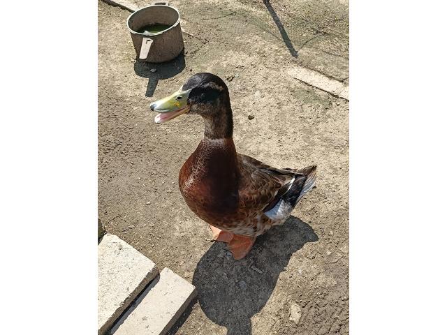 Canard Colvert