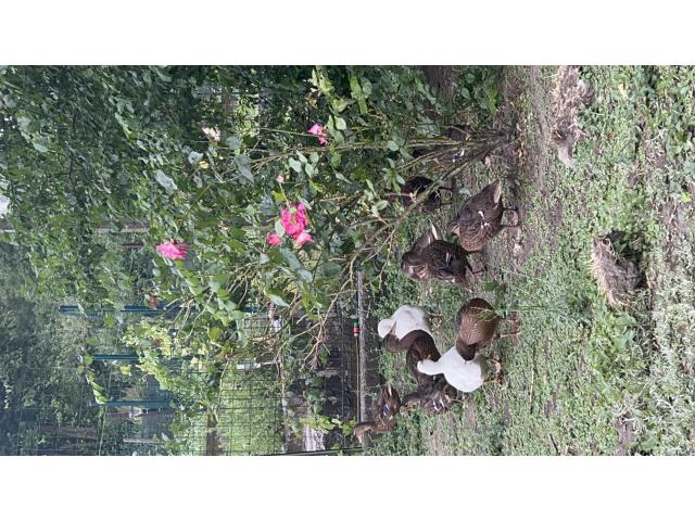 Canard colvert & blanc