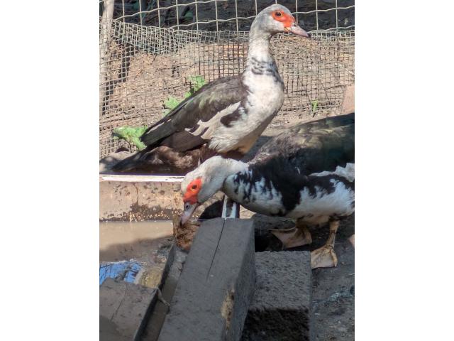 canard de barbarie à vendre