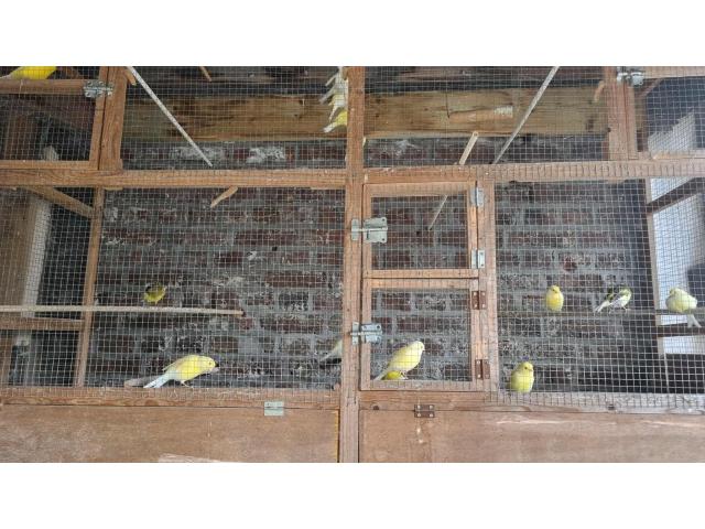 canari