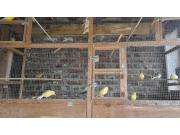 Annonce canari