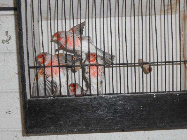 canari à vendre