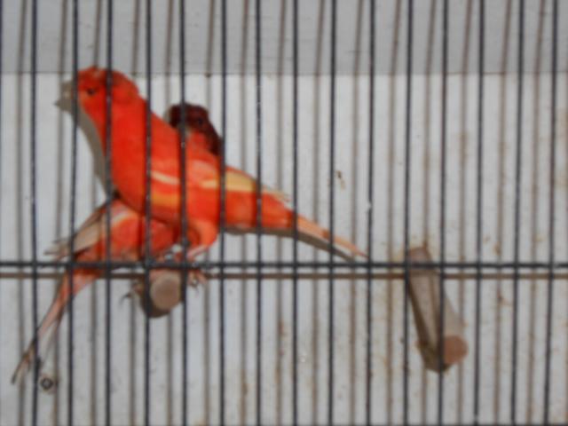 canari à vendre
