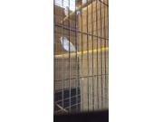 Annonce Canaries blanc voir description