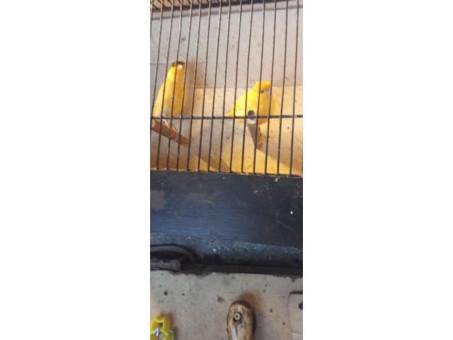 Canaries de saison voir description