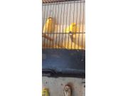 Annonce Canaries de saison voir description