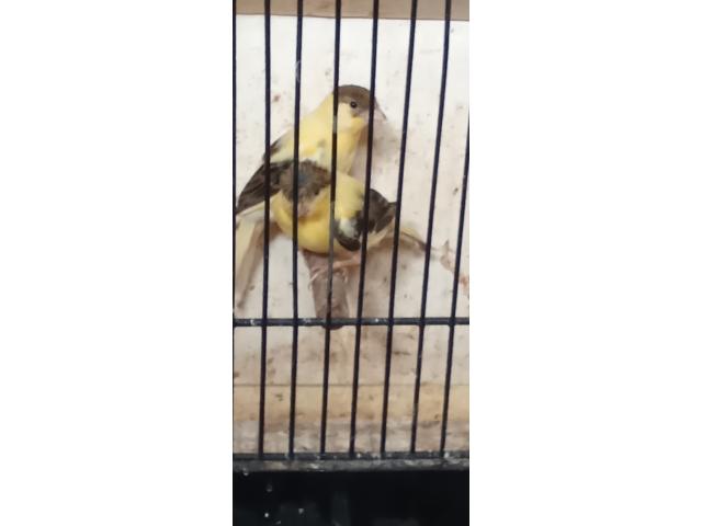Canaries voir description