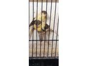 Annonce Canaries voir description