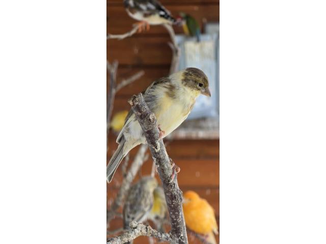 Canaris