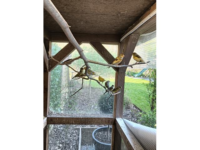 Photo Canaris image 1/1
