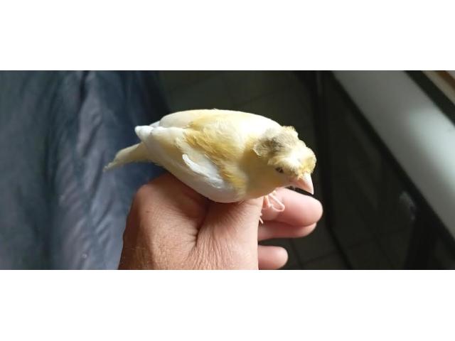 canaris