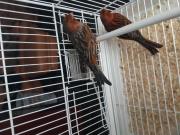 Annonce Canaris