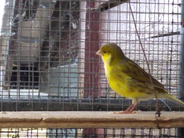 canaris 2025 non sexés