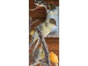 Annonce Canaris