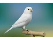 Annonce Canaris gloster consort et huppé corona et 1 roselin + 2 cages