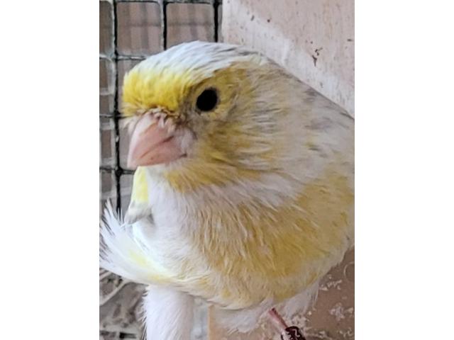 Canaris M/F 2025