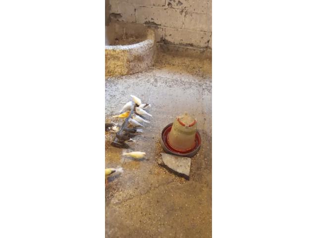 Canaris mâle et femelle