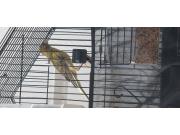 Annonce Canaris mâle jeunes