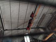 Annonce Canaris noir rouge