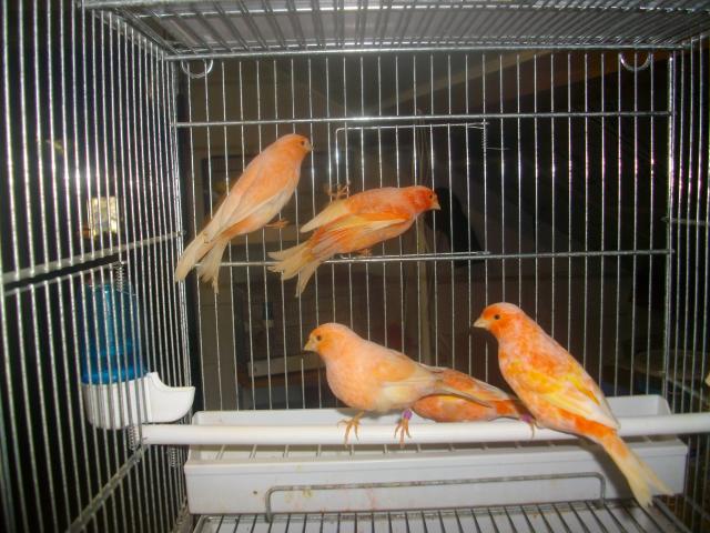 canaris rouges shimmels 2021 7 mâles et 2 femelles