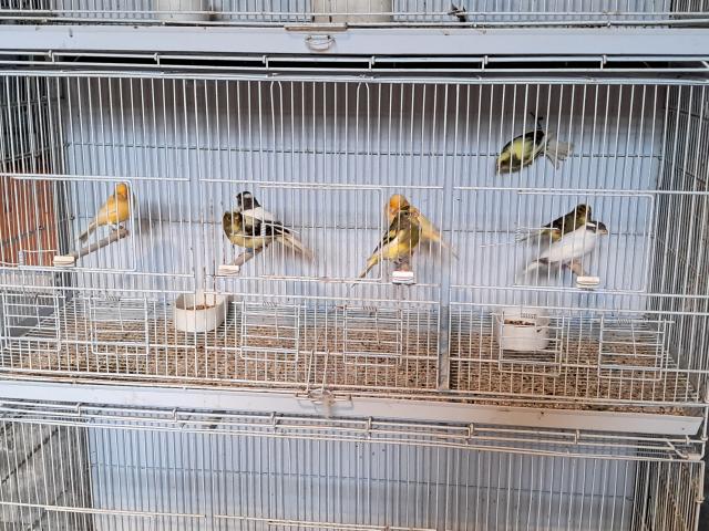 Canaris Timbrado
