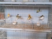 Annonce Canaris Timbrado