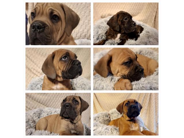 Photo Cane corso image 1/3