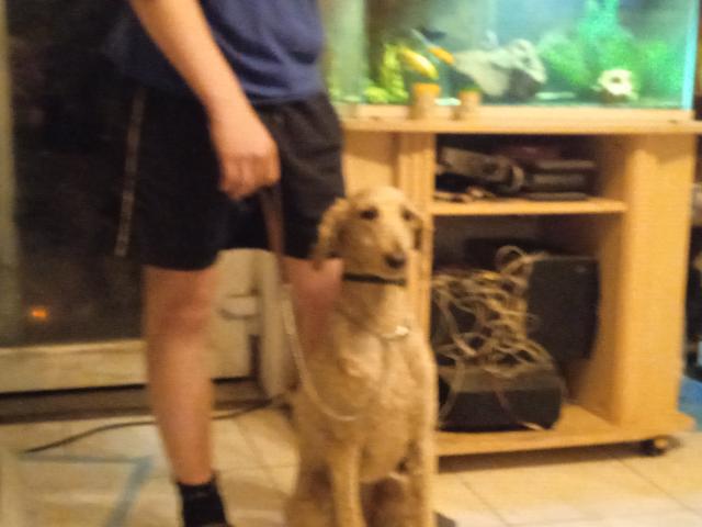 Caniche royal mâle abricot