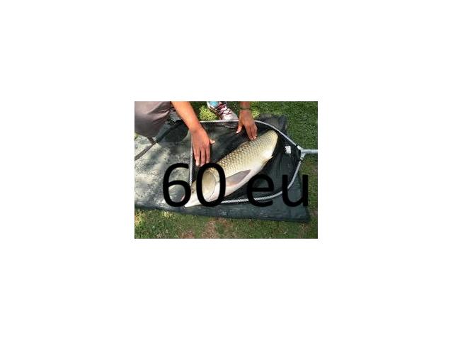 carpe herbivore amour blanc de 60 CM