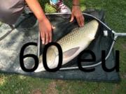Annonce carpe herbivore amour blanc de 60 CM