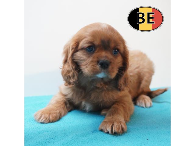 Photo Cavalier King Charles - adorables chiots belges à vendre image 1/6