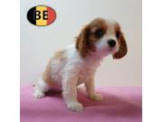 Annonce Cavalier King Charles - Petits cœurs pleins d'amour à vendre
